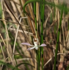 Caladenia carnea (Pink Fingers) at Paddys River, ACT - 2 Oct 2023 by Rebeccajgee