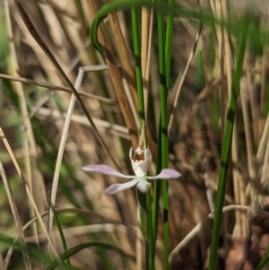 Caladenia carnea at Paddys River, ACT - 2 Oct 2023