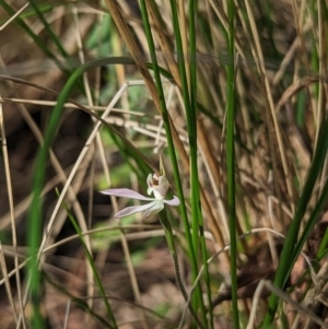 Caladenia carnea at Paddys River, ACT - 2 Oct 2023