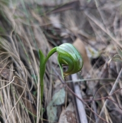 Pterostylis nutans (Nodding Greenhood) at Paddys River, ACT - 2 Oct 2023 by Rebeccajgee