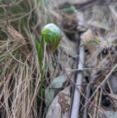 Pterostylis nutans at Paddys River, ACT - 2 Oct 2023