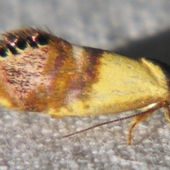Eupselia beltera (A Gelechioid moth) at Sheldon, QLD - 25 Aug 2007 by PJH123