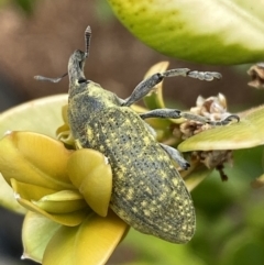 Larinus latus (Onopordum seed weevil) at Jerrabomberra, NSW - 2 Oct 2023 by SteveBorkowskis
