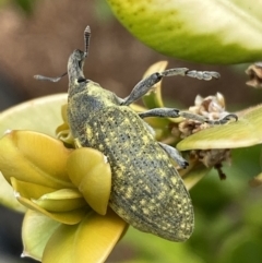 Larinus latus (Onopordum seed weevil) at Jerrabomberra, NSW - 2 Oct 2023 by Steve_Bok