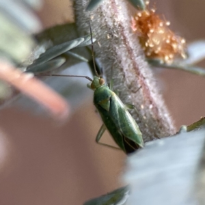 Taylorilygus apicalis at Casey, ACT - 2 Oct 2023