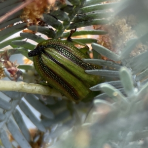 Calomela juncta at Casey, ACT - 2 Oct 2023