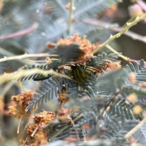 Calomela juncta at Casey, ACT - 2 Oct 2023