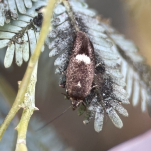 Leistomorpha brontoscopa at Casey, ACT - 2 Oct 2023 11:09 AM