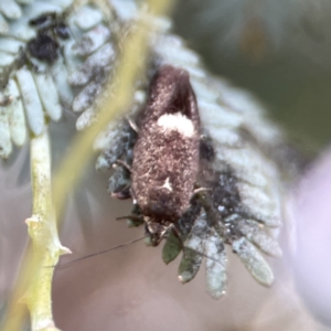 Leistomorpha brontoscopa at Casey, ACT - 2 Oct 2023 11:09 AM