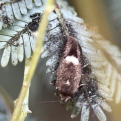 Leistomorpha brontoscopa at Casey, ACT - 2 Oct 2023 11:09 AM