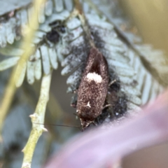 Leistomorpha brontoscopa at Casey, ACT - 2 Oct 2023 11:09 AM