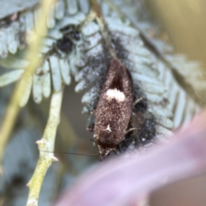 Leistomorpha brontoscopa at Casey, ACT - 2 Oct 2023 11:09 AM