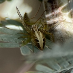 Oxyopes sp. (genus) at Casey, ACT - 2 Oct 2023