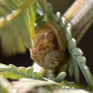 Cornu aspersum at Casey, ACT - 2 Oct 2023