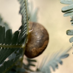 Cornu aspersum at Casey, ACT - 2 Oct 2023