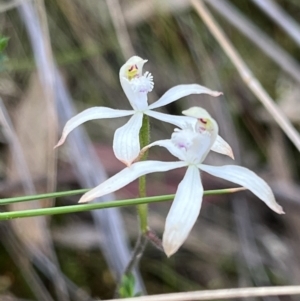 Caladenia ustulata at Jerrabomberra, NSW - 2 Oct 2023