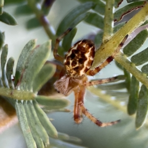 Araneus hamiltoni at Casey, ACT - 2 Oct 2023 11:15 AM