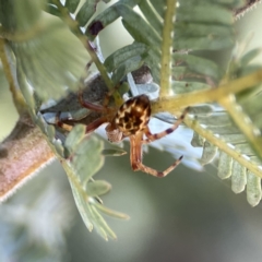 Araneus hamiltoni at Casey, ACT - 2 Oct 2023