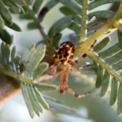 Araneus hamiltoni at Casey, ACT - 2 Oct 2023 11:15 AM