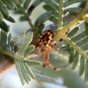 Araneus hamiltoni at Casey, ACT - 2 Oct 2023 11:15 AM