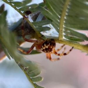 Araneus hamiltoni at Casey, ACT - 2 Oct 2023 11:15 AM