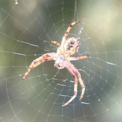 Araneus hamiltoni at Casey, ACT - 2 Oct 2023 11:15 AM