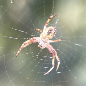 Araneus hamiltoni at Casey, ACT - 2 Oct 2023