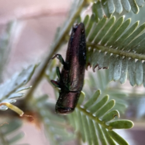 Melobasis sp. (genus) at Casey, ACT - 2 Oct 2023