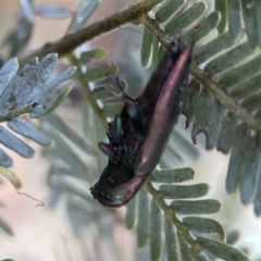 Melobasis sp. (genus) at Casey, ACT - 2 Oct 2023