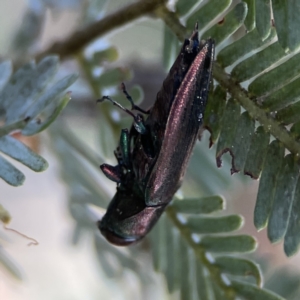 Melobasis sp. (genus) at Casey, ACT - 2 Oct 2023