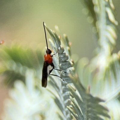 Braconidae (family) (Unidentified braconid wasp) at Casey, ACT - 2 Oct 2023 by Hejor1