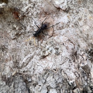 Fabriogenia sp. (genus) at Casey, ACT - 2 Oct 2023