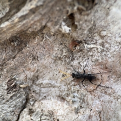 Fabriogenia sp. (genus) at Casey, ACT - 2 Oct 2023 11:25 AM