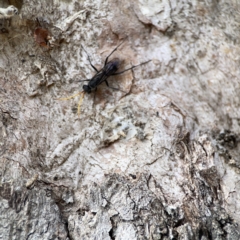 Fabriogenia sp. (genus) at Casey, ACT - 2 Oct 2023 11:25 AM