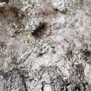 Fabriogenia sp. (genus) at Casey, ACT - 2 Oct 2023 11:25 AM