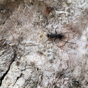 Fabriogenia sp. (genus) at Casey, ACT - 2 Oct 2023 11:25 AM