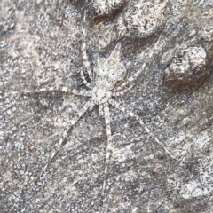 Tamopsis sp. (genus) at Casey, ACT - 2 Oct 2023 11:26 AM