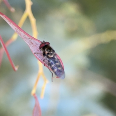 Melangyna viridiceps (Hover fly) at Casey, ACT - 2 Oct 2023 by Hejor1