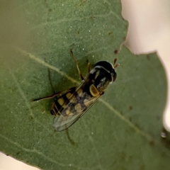 Simosyrphus grandicornis at Casey, ACT - 2 Oct 2023