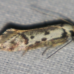 Eusemocosma pruinosa (Philobota Group Concealer Moth) at Sheldon, QLD - 25 Aug 2007 by PJH123