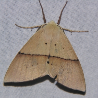 Gastrophora henricaria (Fallen-bark Looper, Beautiful Leaf Moth) at Sheldon, QLD - 24 Aug 2007 by PJH123