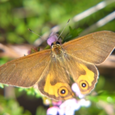 Hypocysta metirius at Sheldon, QLD - 25 Aug 2007 by PJH123