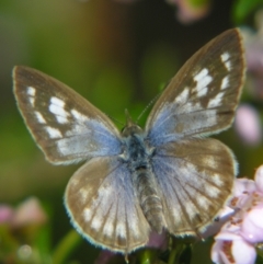 Leptotes plinius (Plumbago Blue) at Sheldon, QLD - 25 Aug 2007 by PJH123