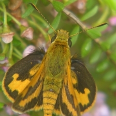 Ocybadistes walkeri at Sheldon, QLD - 25 Aug 2007 by PJH123