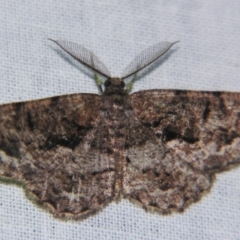 Scioglyptis canescaria (Fuscous Bark Moth, Boarmini) at Sheldon, QLD - 25 Aug 2007 by PJH123