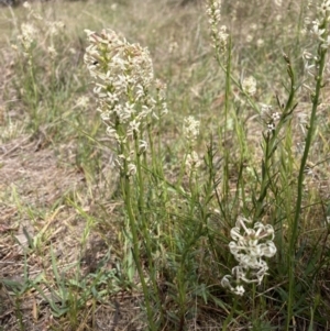 Stackhousia monogyna at Watson, ACT - 2 Oct 2023