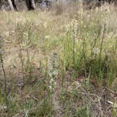 Stackhousia monogyna at Watson, ACT - 2 Oct 2023