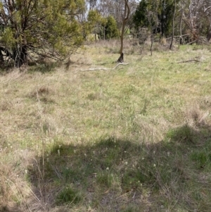 Stackhousia monogyna at Watson, ACT - 2 Oct 2023