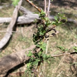 Crataegus monogyna at Watson, ACT - 2 Oct 2023