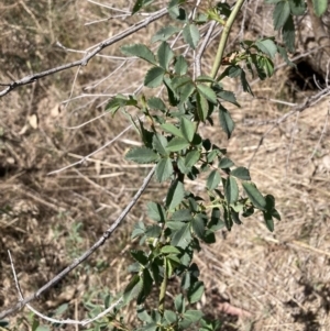 Rosa rubiginosa at Watson, ACT - 2 Oct 2023 02:24 PM